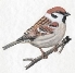 http://birdlife.org.ua/images/byear10.jpg